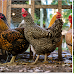 Cities and Townships That Allow Backyard Chickens in New Jersey